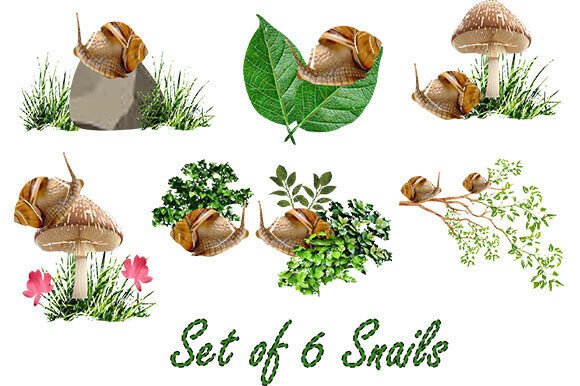Enhance Your Design Projects with A Set of 6 Snails